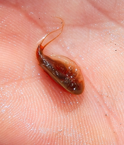 Triops cancriformis